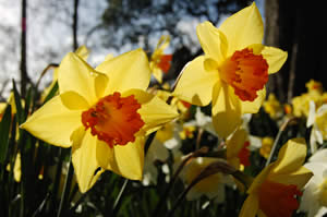 Lemon Daffodils for you!